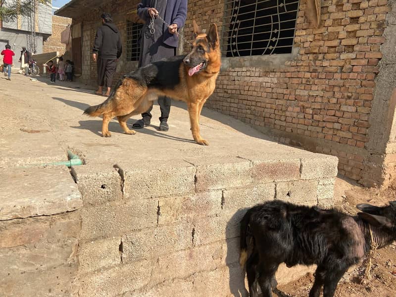 top line show quilty German shepherd male

                                                            alt=