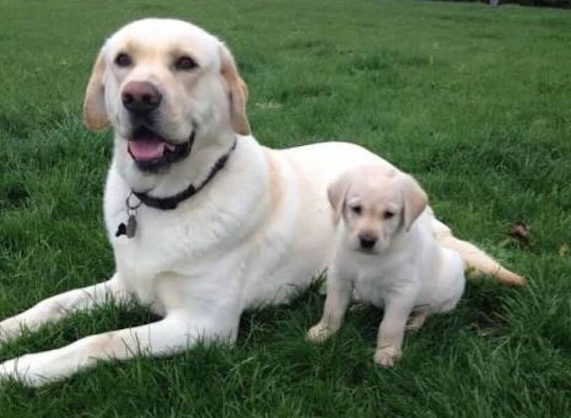 TOP QUALITY LABRADOR PUPPIES AVAILABLE FOR SALE ONLY FOR FAMILS

                                                            alt=