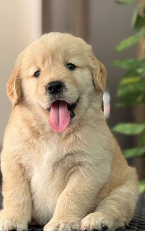 golden Retriver puppies for sale

                                                            alt=