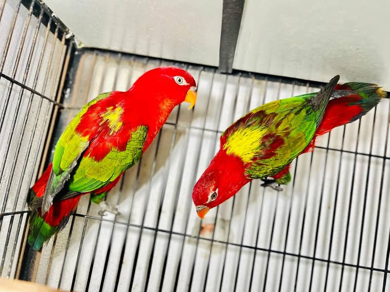 African Grey parrot Ring  Budgie Cockatiel Cockatoo Macaw hattering

                                                            alt=