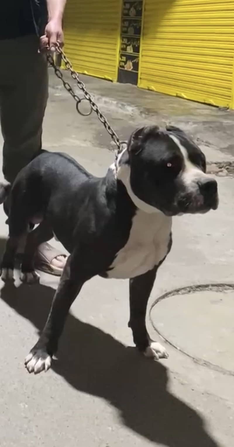 American pitbull male

                                                            alt=