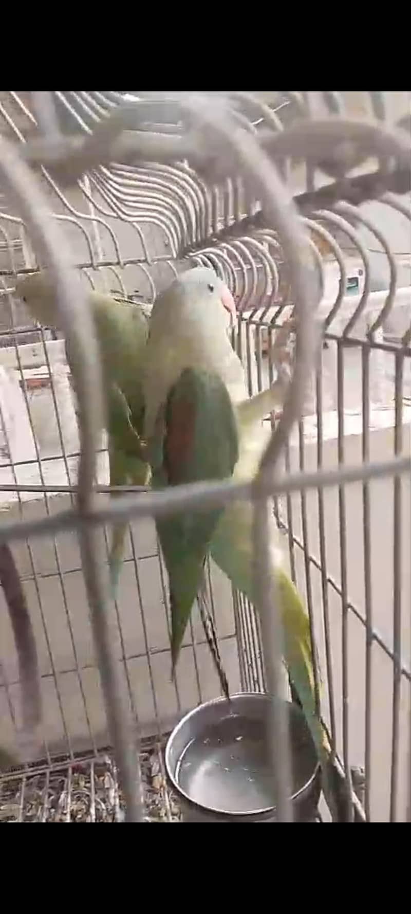 Sun cunure Raw parrots

                                                            alt=