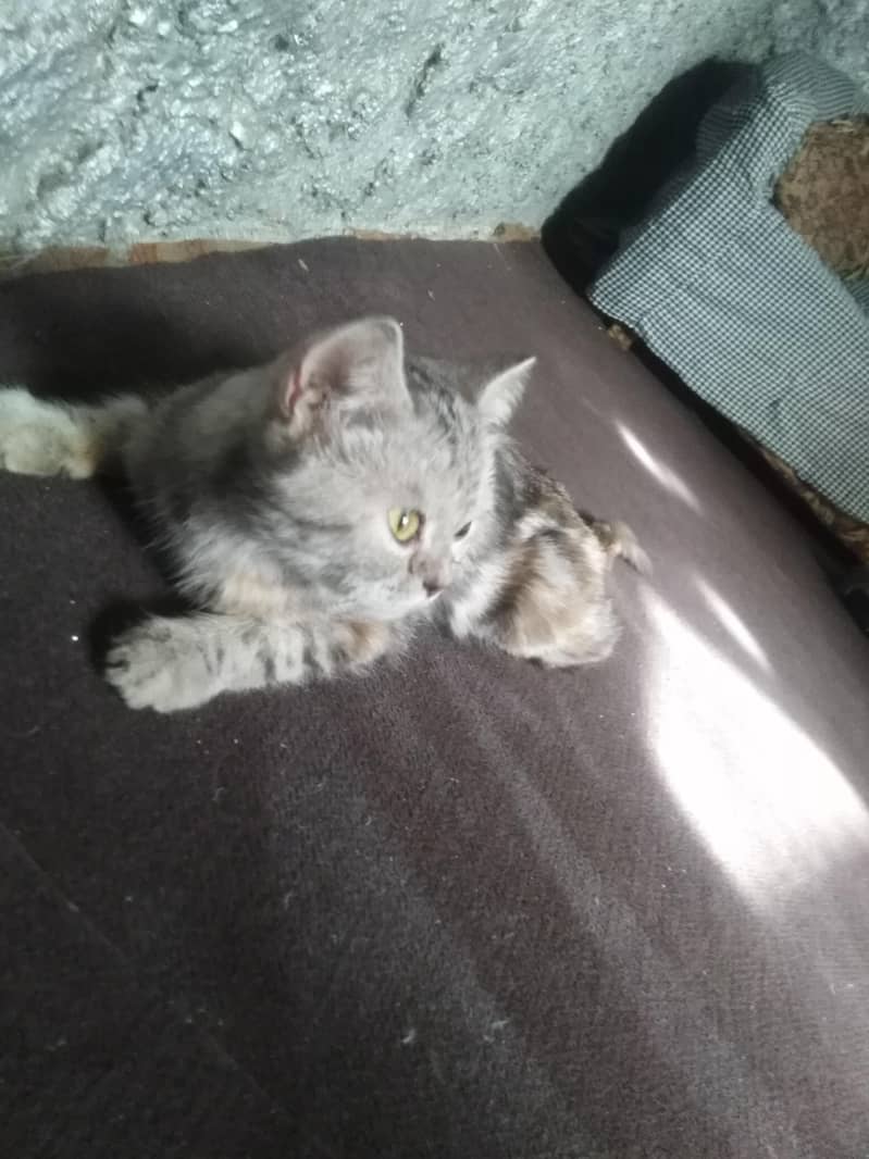 cat persian

                                                            alt=