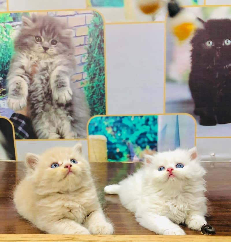 Persian cat and kitten

                                                            alt=