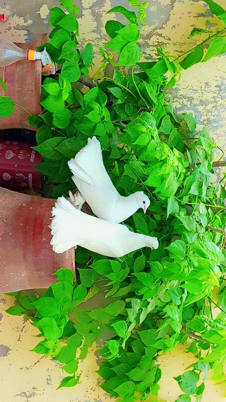 lakkah kabootar

                                                            alt=