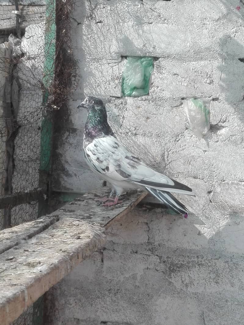 Out class birds for sale in low pries 1500

                                                            alt=