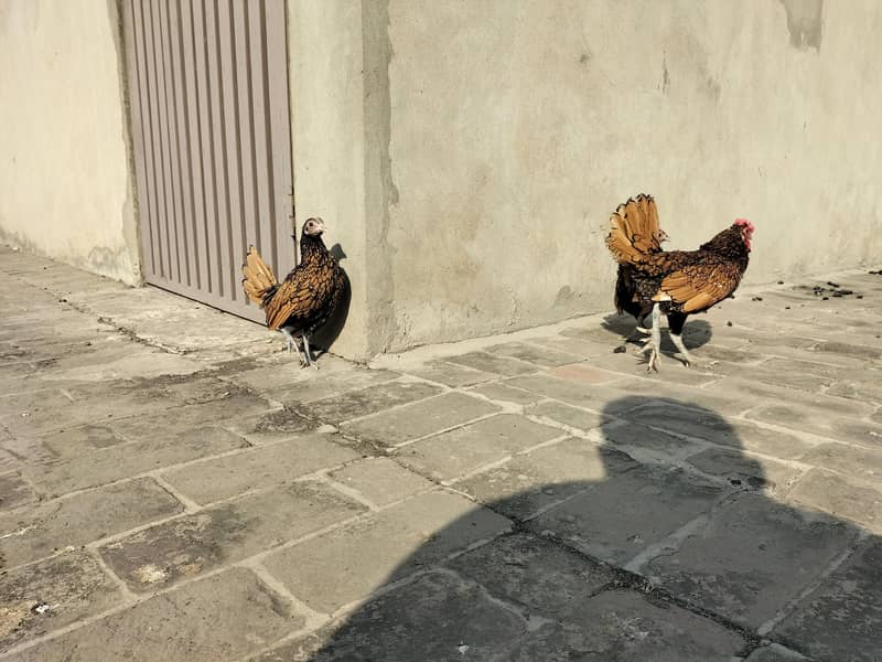 Golden Sebright Breeder Trio Set Eggs Laying

                                                            alt=