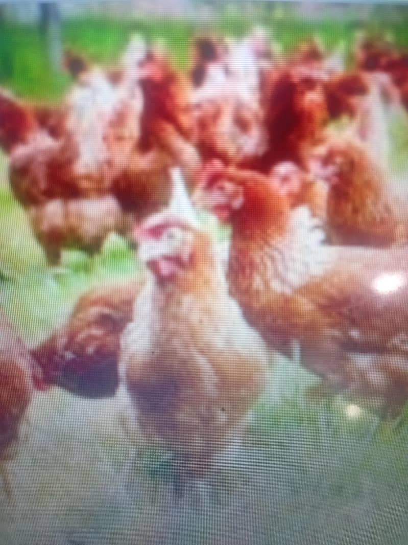 Egg laying golden misri, austrolorp and lohman brown hen nd fresh eggs

                                                            alt=