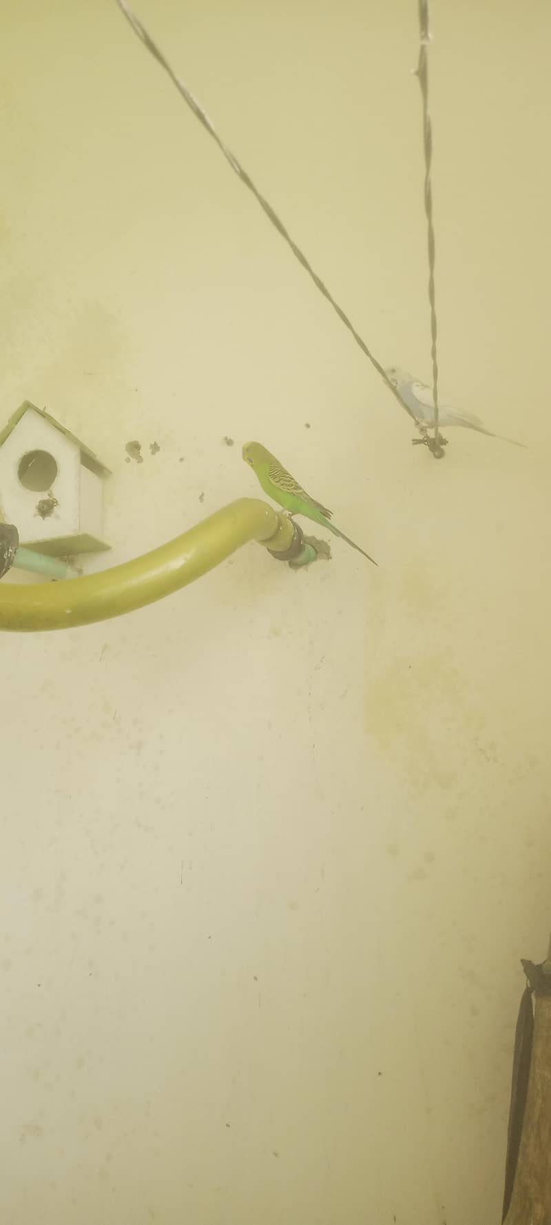 budgie parrot

                                                            alt=