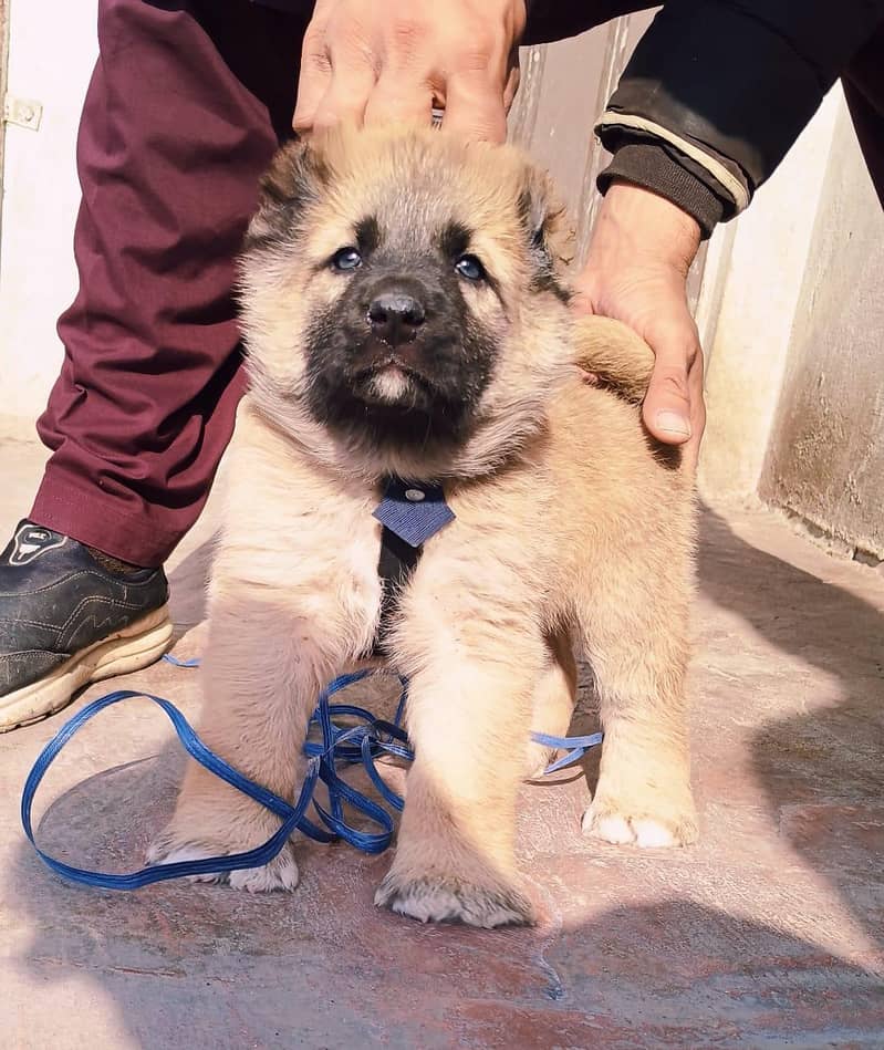 Afghan kuchi/ King Alabai / Kurdish kangal male female  available

                                                            alt=