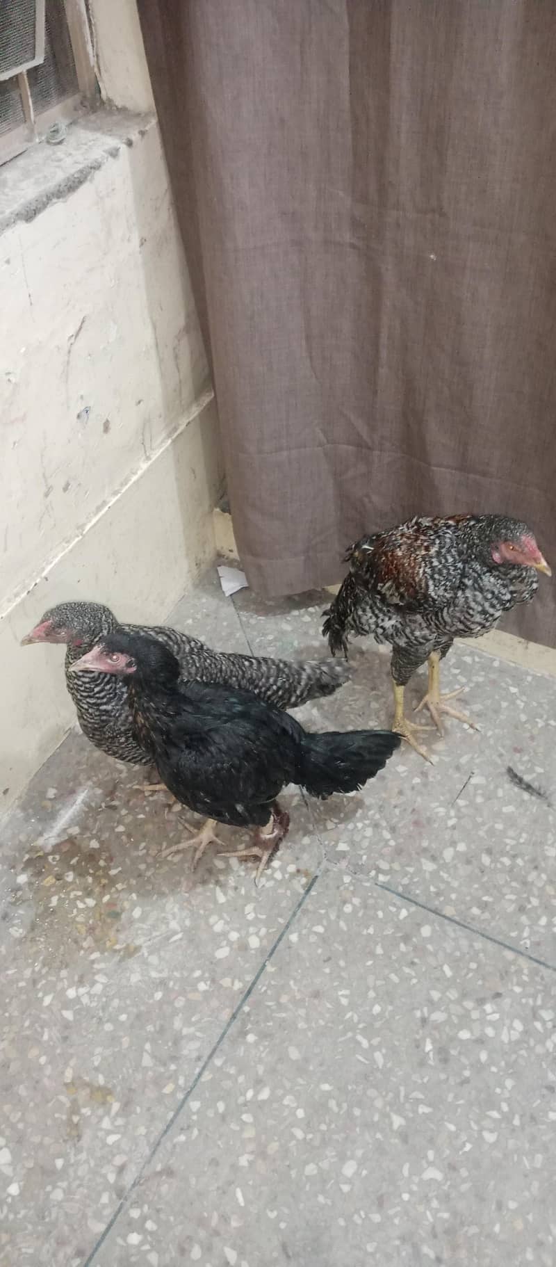 chick For Sale

                                                            alt=