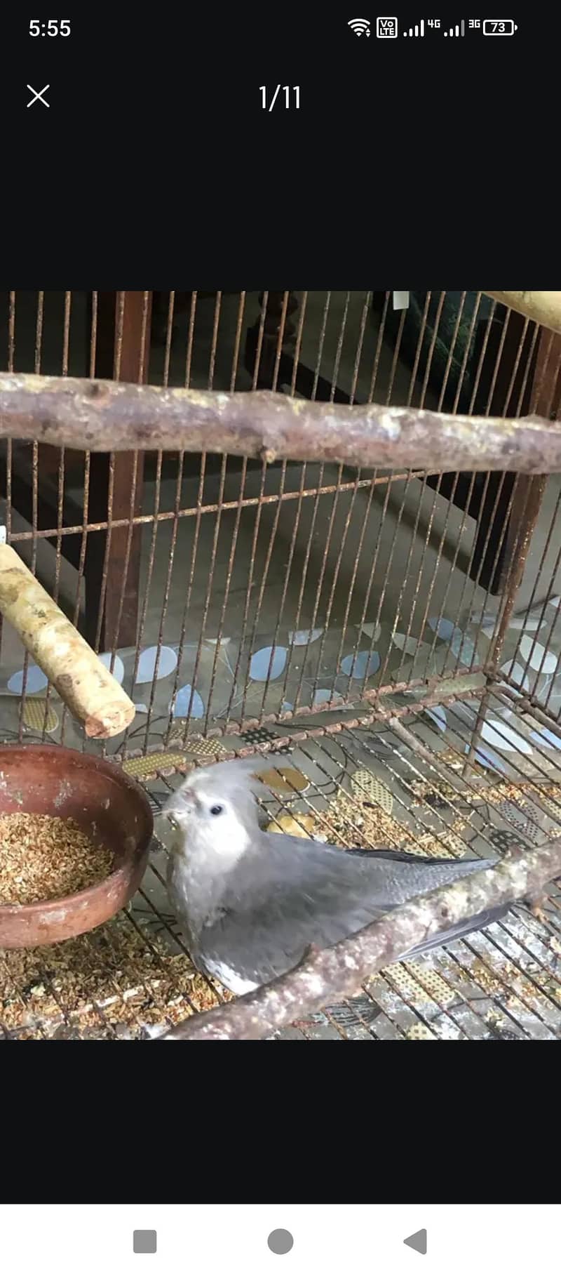 cocktail breeder pair

                                                            alt=