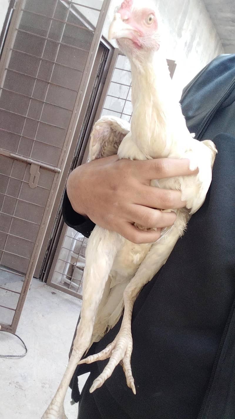 pure paper white heera aseel and 1 patha only serious buyer contact us

                                                            alt=