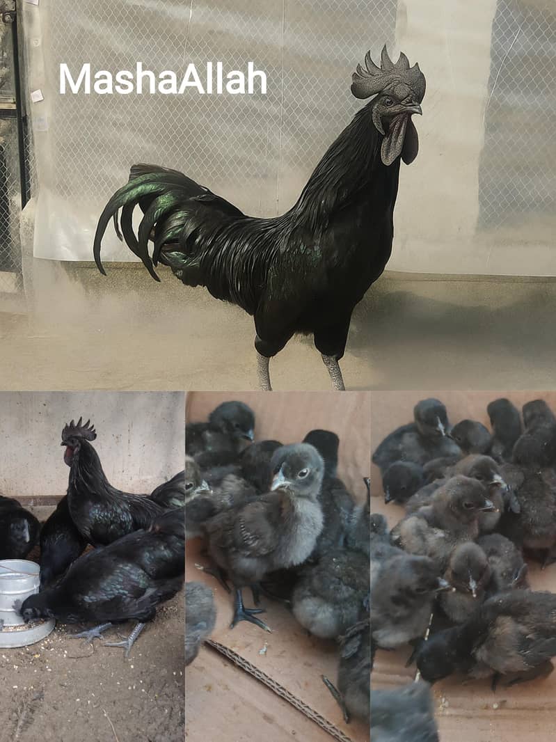 Ayam Cemani 1 month old chicks and firtile eggs available

                                                            alt=