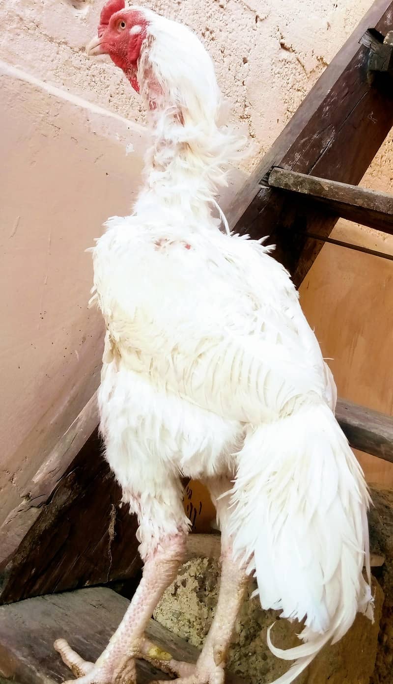 Pure Aseel Heera Pair

                                                            alt=