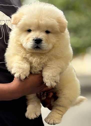 CHOW CHOW MALE PUPPY

                                                            alt=