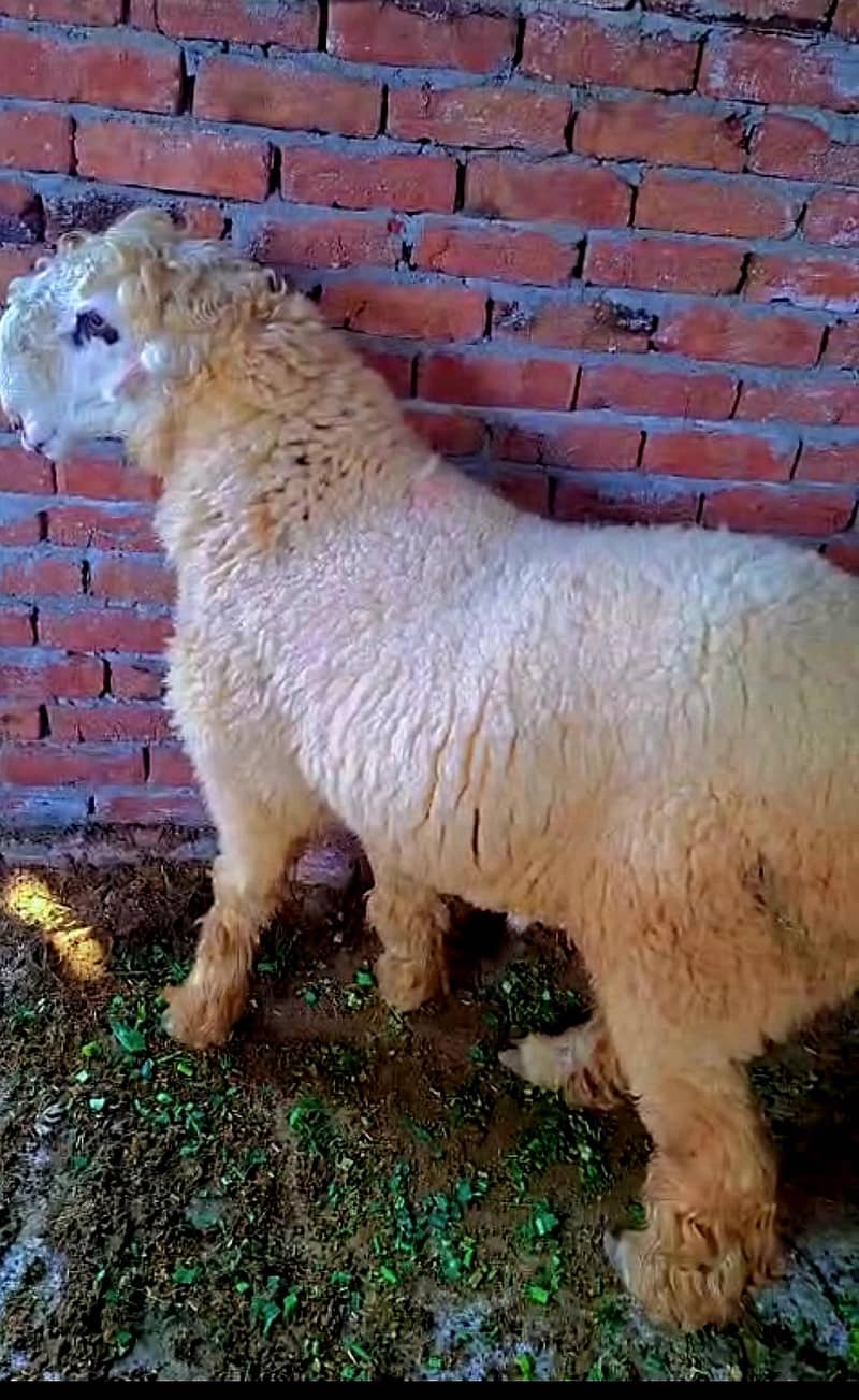 380000 kajla and Mundra  3Male 1Female kajle/Female 2 month gaban

                                                            alt=