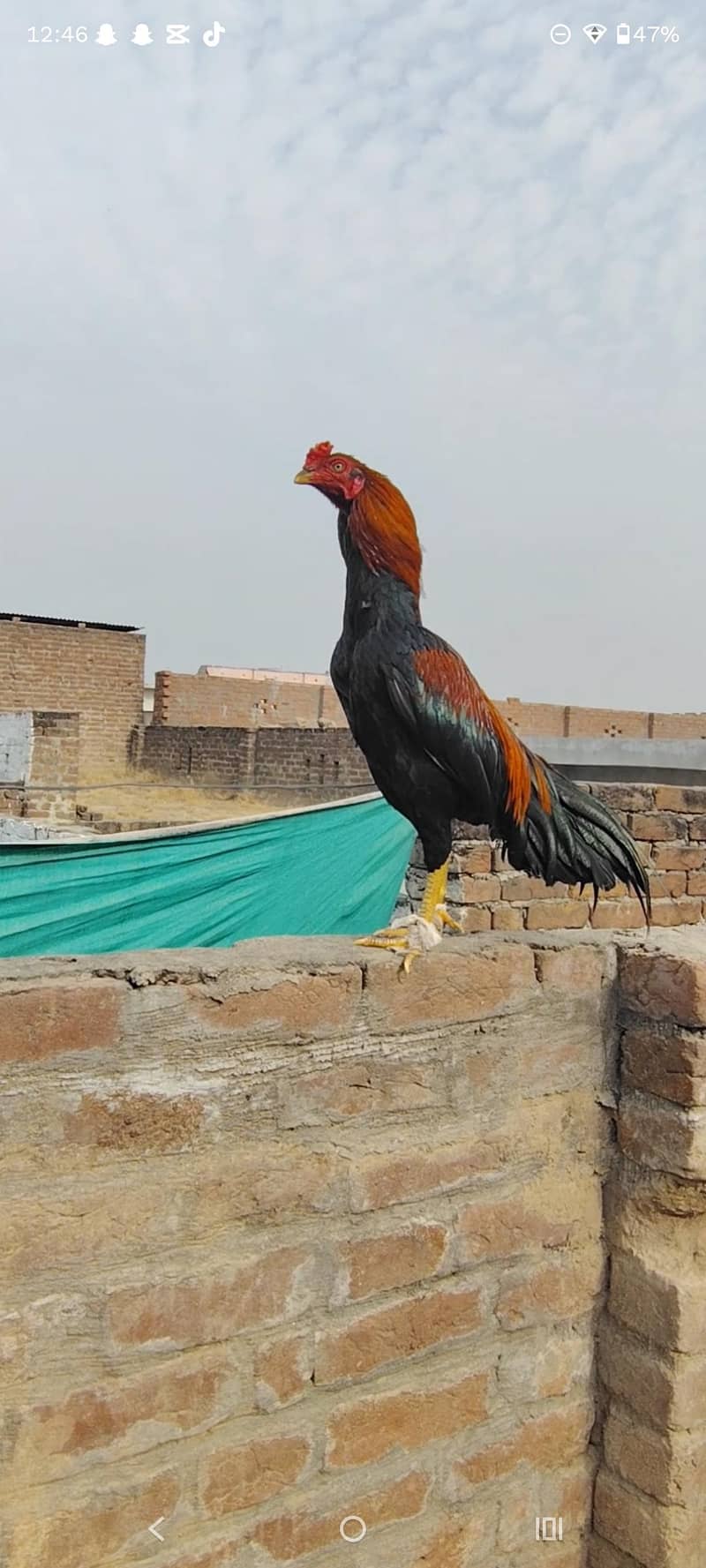 asseal mianwali

                                                            alt=