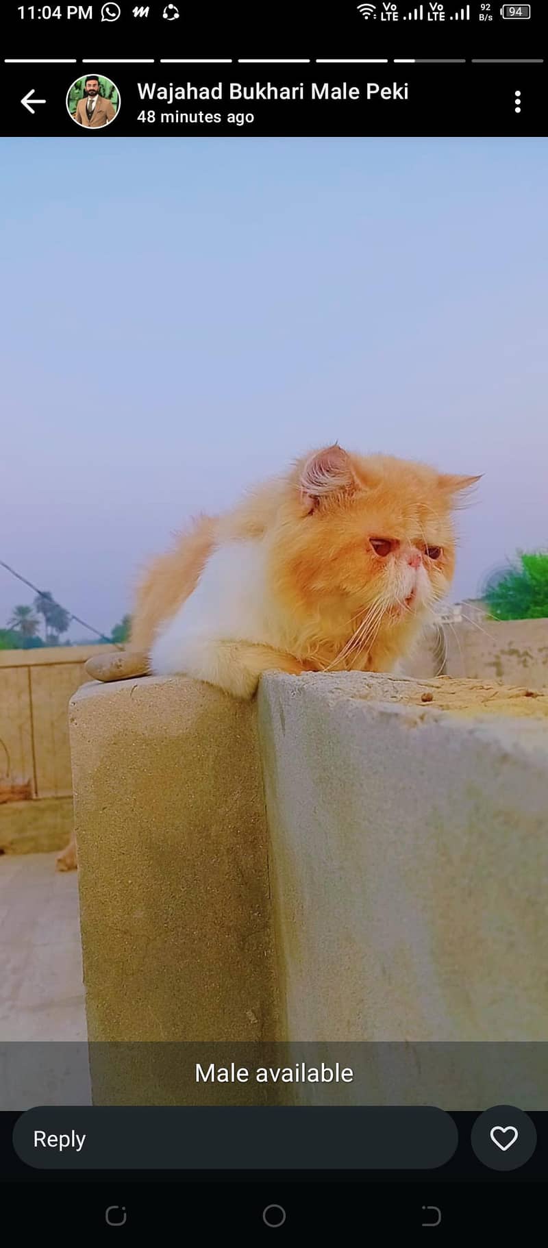 peki CFA bloodline male cat available

                                                            alt=