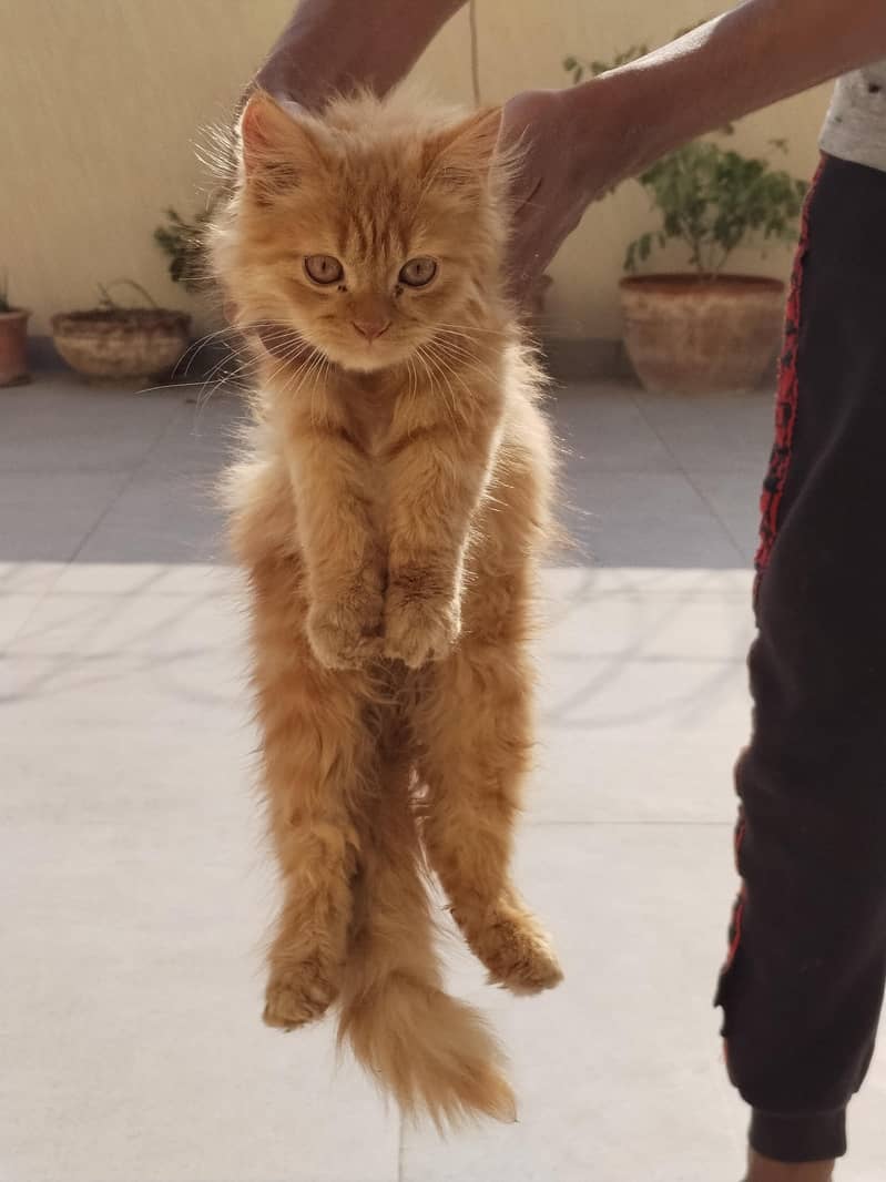 More Than 3 coat_Healthy Persian Kitten for Sale (SPECIAL OFFER 17K!)

                                                            alt=