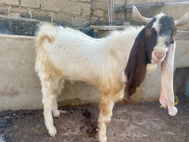 Gulabi cross bakra / بکرا / ando bakra / desi goat /karachi goat

                                                            alt=