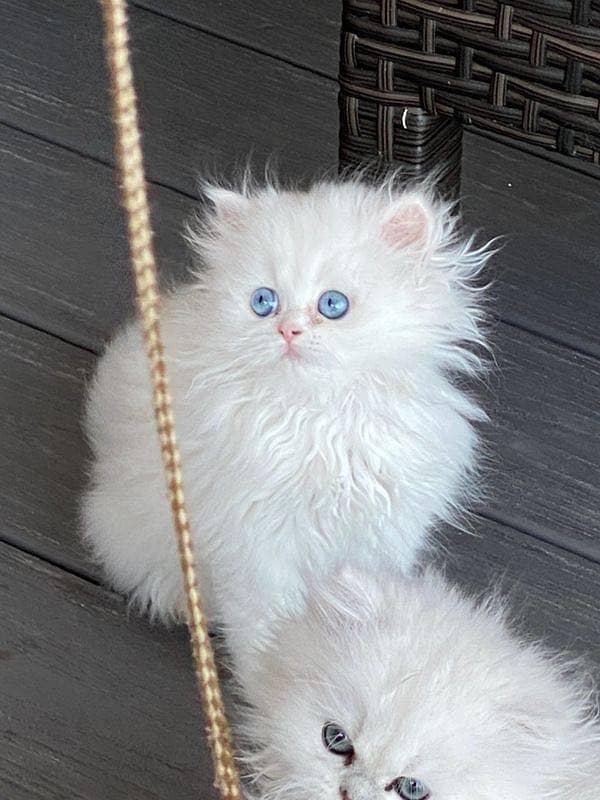 pure persian kitten (contact on whatsaap)

                                                            alt=