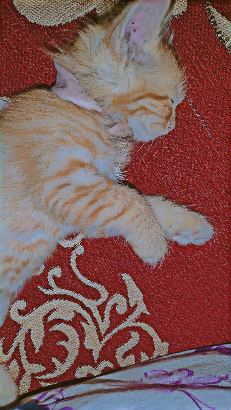 Orange and active cat

                                                            alt=