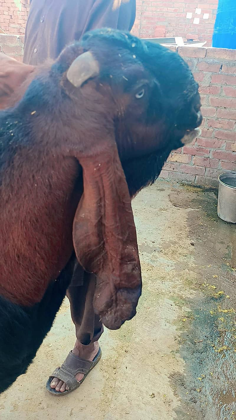 nagra breeder for sale

                                                            alt=