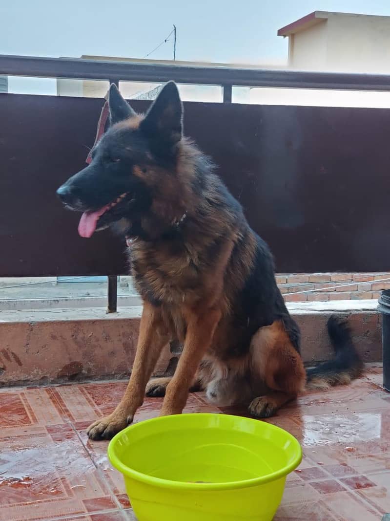 German Shepherd Male fully trained

                                                            alt=