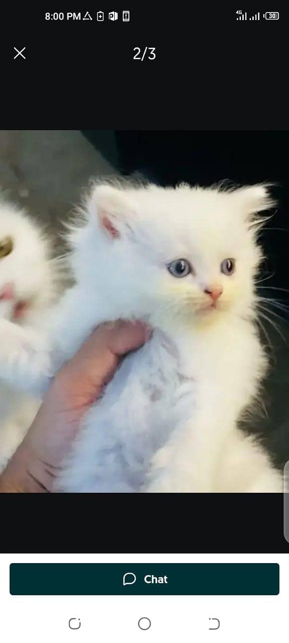 Preshan cat for sale only WhatsApp number03274272440

                                                            alt=