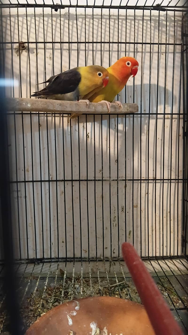love birds pair breeder Java cocktail available for sale

                                                            alt=