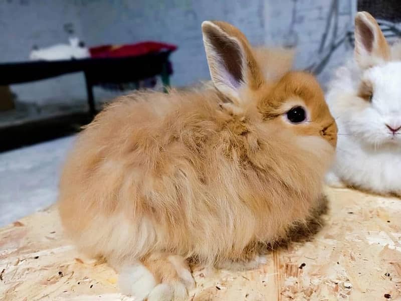Fancy Rabbit /Holland lop /Hotot /Teddy bear /Newzeland/Bunnies /gain

                                                            alt=