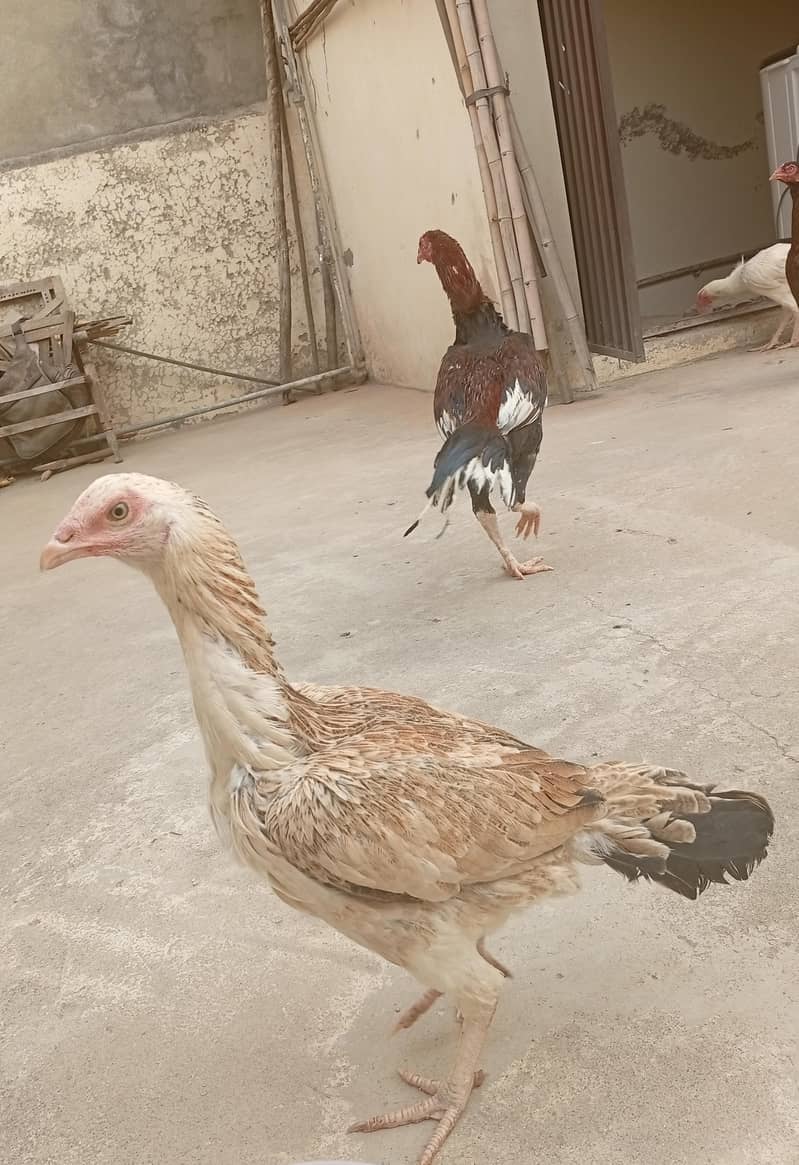 Aseel patha

                                                            alt=