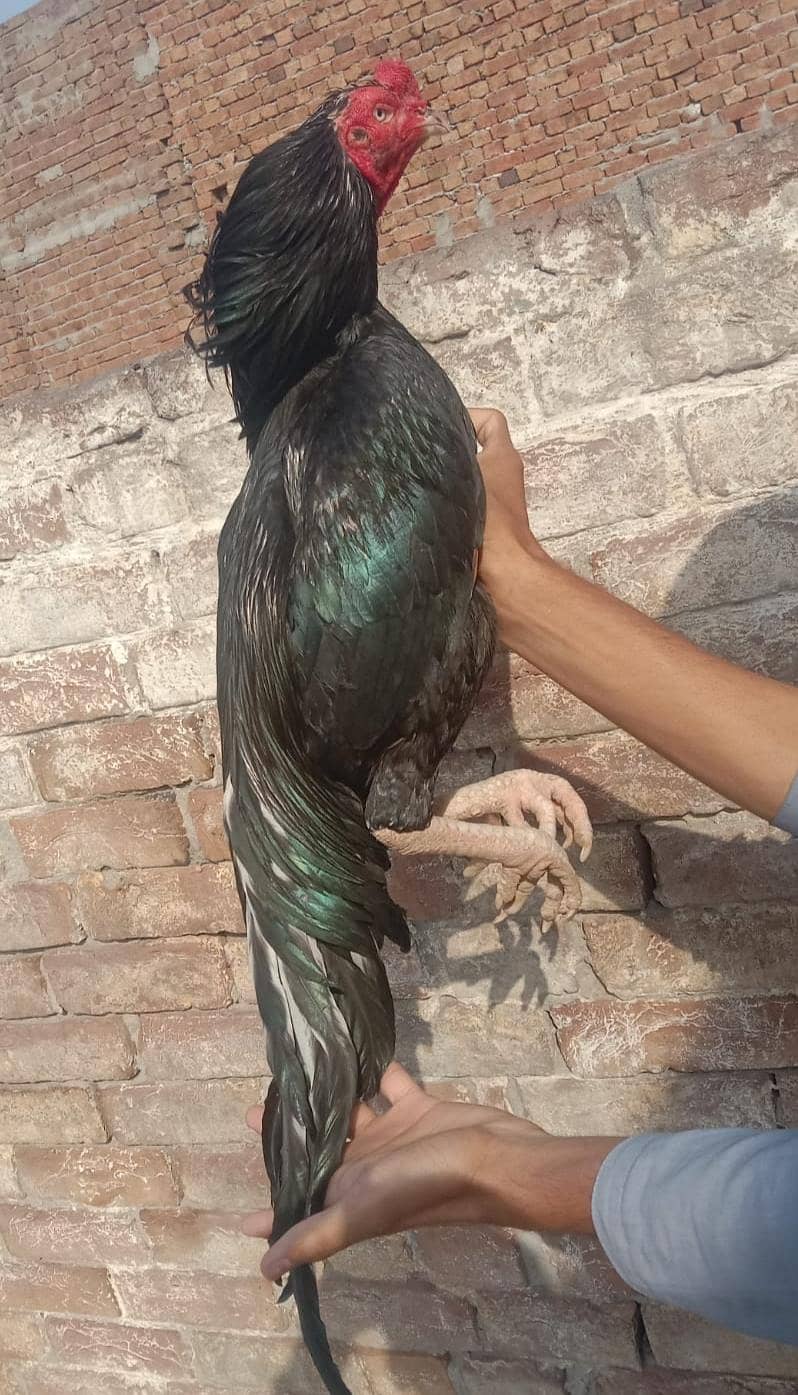 Aseel | Mushka Aseel | Phatiyan | Pakistani Aseel  | Hen

                                                            alt=