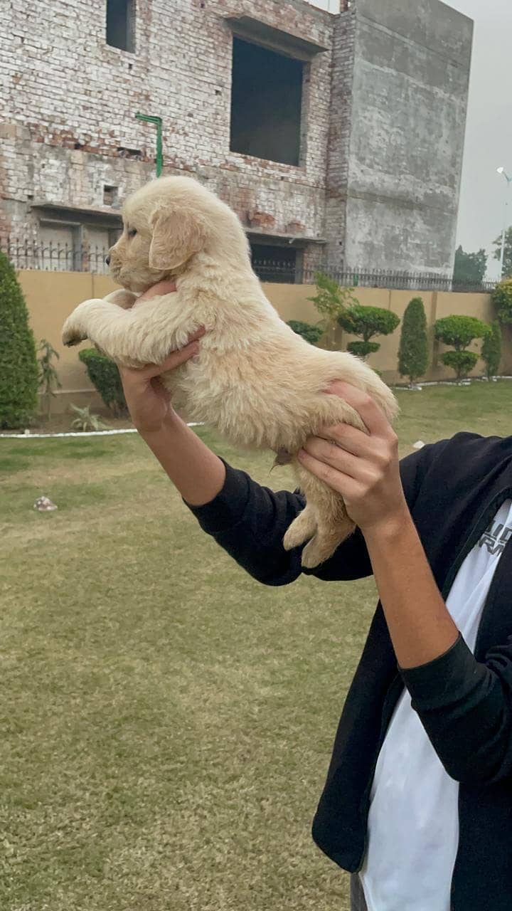 Golden retriever pedigreed puppies | Male | Female

                                                            alt=