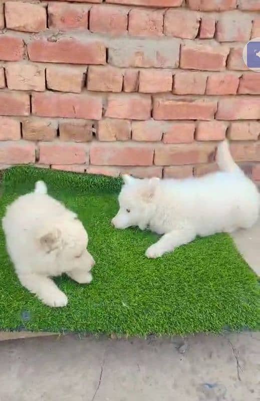 Russian puppy dog for sale my WhatsApp number03280797078

                                                            alt=