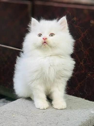 Persian cats My WhatsApp 03257448377

                                                            alt=