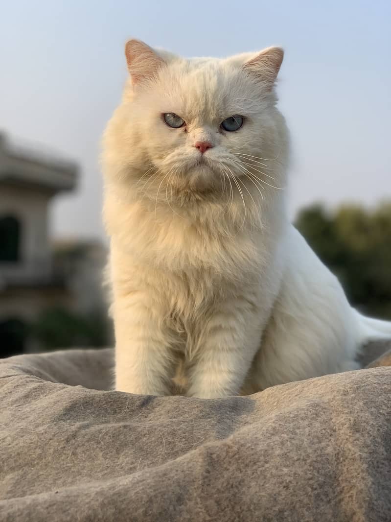 Tripple coated beautifully male and females

                                                            alt=