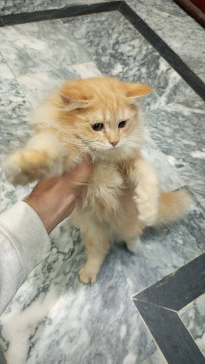 Fluffy Persian kitten|long coated|Round Face|Blue Eyes kittens|kitten

                                                            alt=