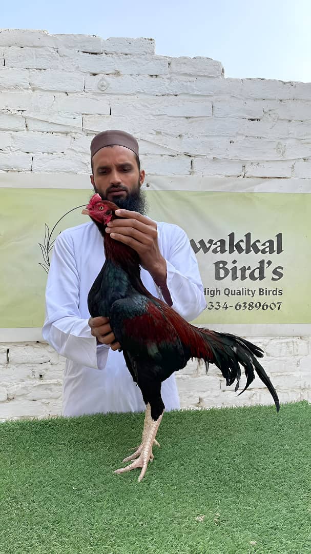 Aseel | Peela Aseel | Lasani Aseel |Cheena Aseel |Lakha Aseel |Old Bl

                                                            alt=