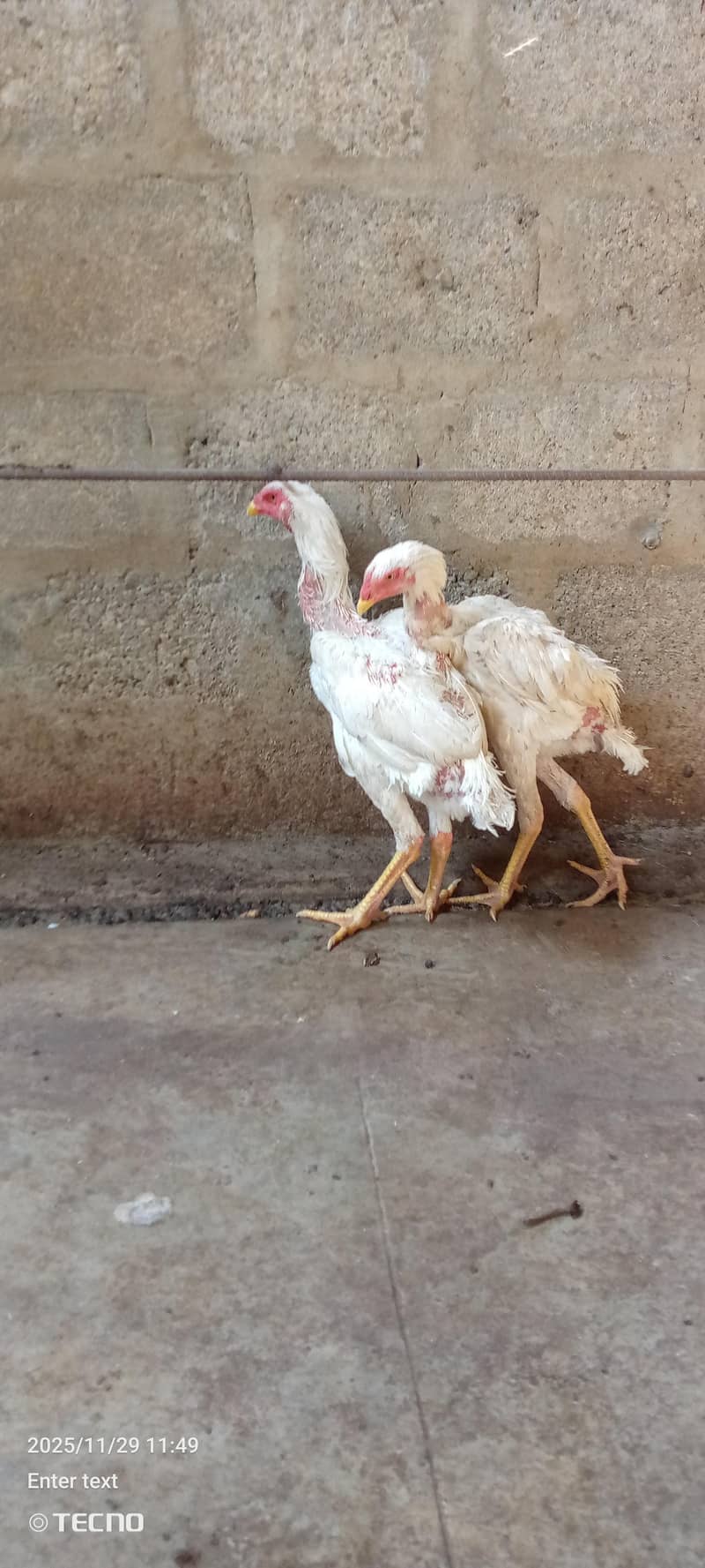 Aseel shamo | White Shamo | Coco shamo | Shamo pair | Breeder | hen

                                                            alt=