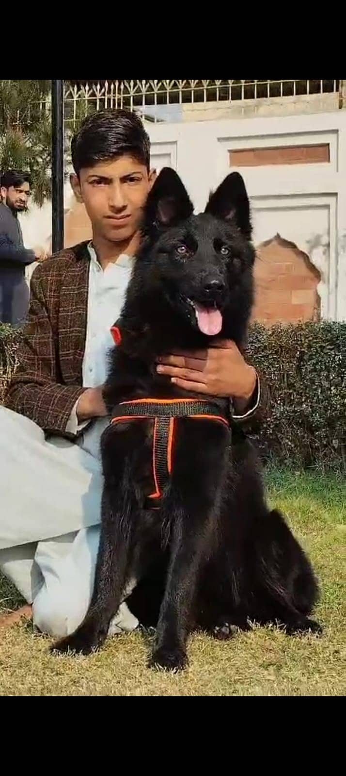 German Shepherd pair | gsd dog | long coat puppy

                                                            alt=