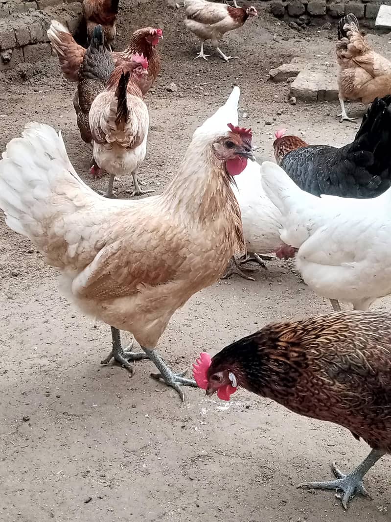 golden misri | desi murghi | golden misri pathi | misri | starter hen

                                                            alt=