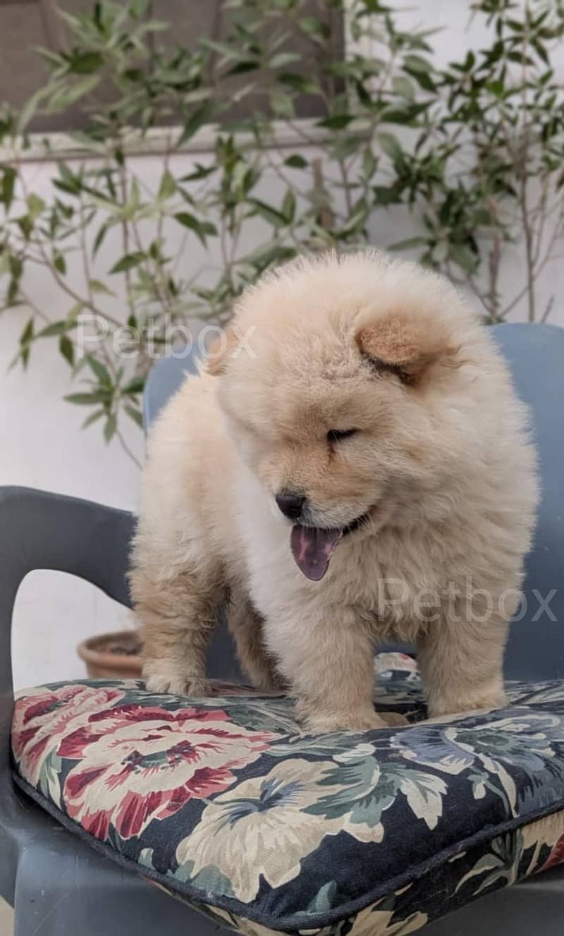 CHOW CHOW MALE PUPPY

                                                            alt=