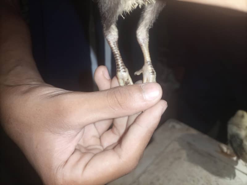 Shamo X thai chicks

                                                            alt=