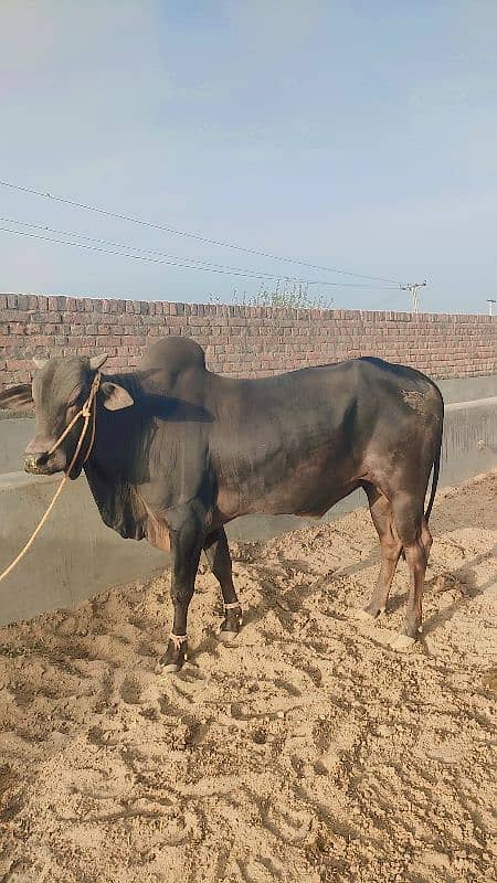 VERY BEAUTIFUL

                                                            alt=