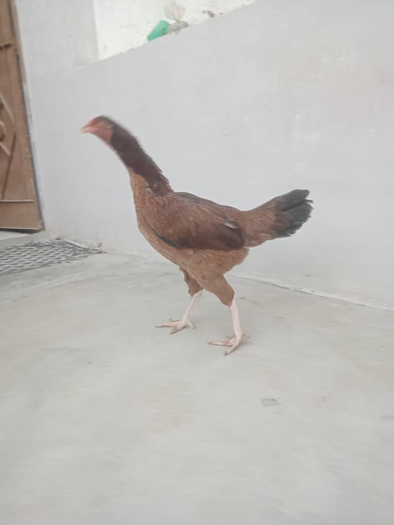 aseel mianwali or lasani

                                                            alt=