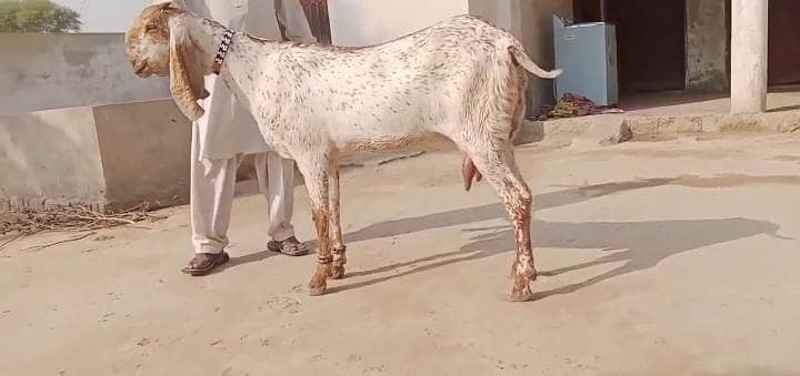 ablak gababi sarghoda breed   Makhi chini | Betal | for sell

                                                            alt=