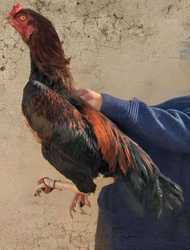 Lakha mushkil aseel murga

                                                            alt=