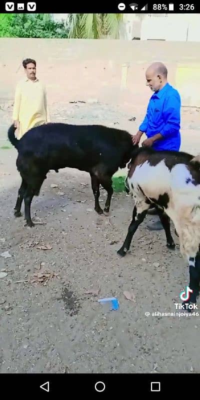 ONLY FOR BREEDING (CROSS) not for sell

                                                            alt=